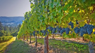 Vineyard near St. Helena in Napa Valley