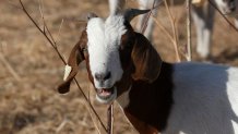 A goat grazes on BART property in the East Bay. (July 9, 2021)