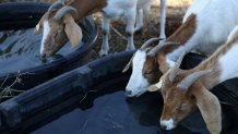 BART is responsible for providing water for goats that graze on its property.