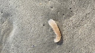A pyrosome lies on a Santa Monica beach.