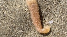 A pyrosome lies on a Santa Monica beach.