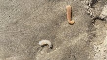 Two pyrosomes lie on a Santa Monica beach.