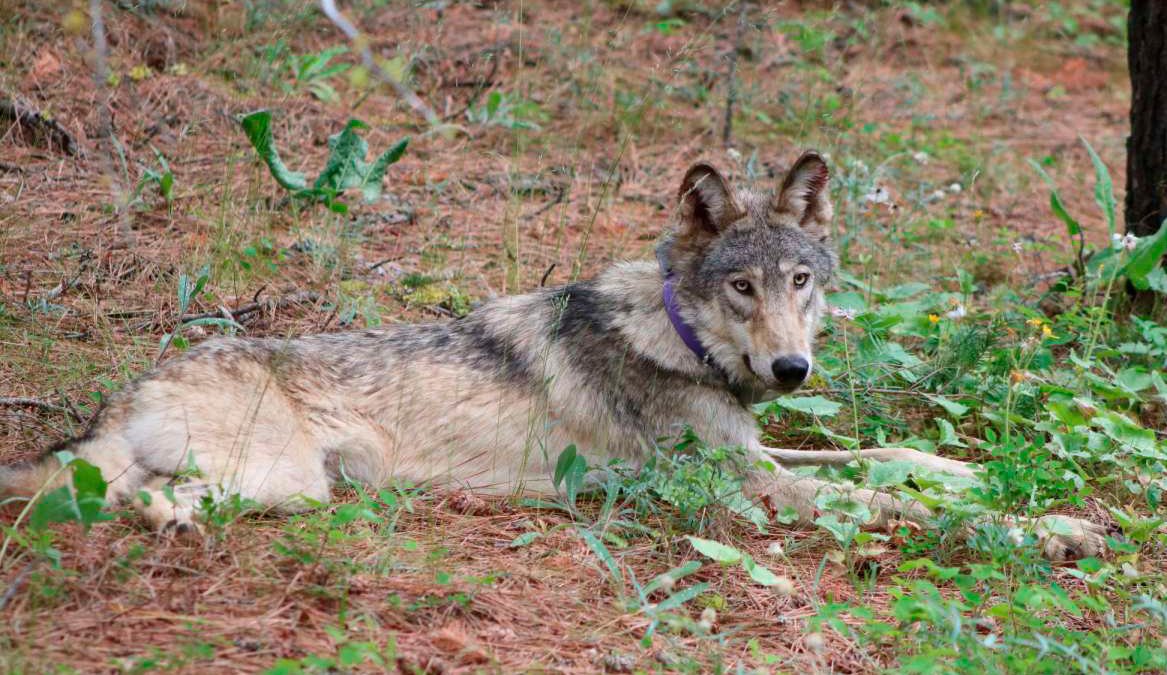 Biden Backs End to Wolf Protections But Hunting Concerns Grow – NBC Bay Area - Vimarsana News