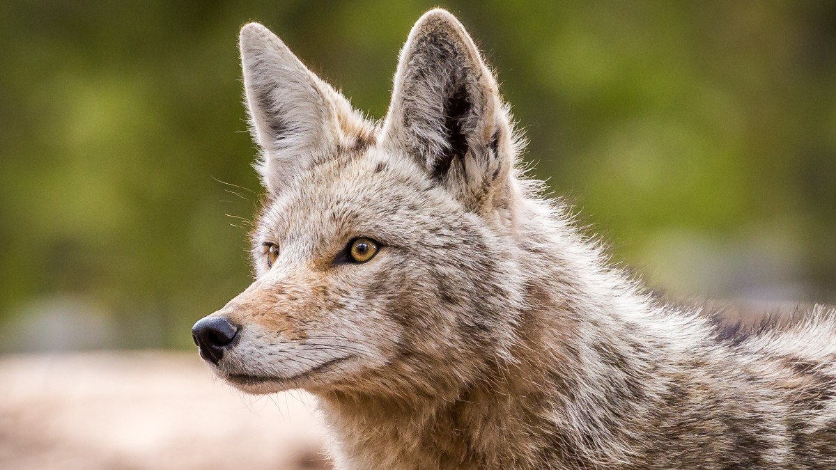 Encounter a coyote? Here's what you should do