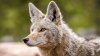 Santa Clara City Officials Offer Safety Warnings After Coyote Sightings