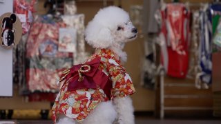mini poodle in kimono