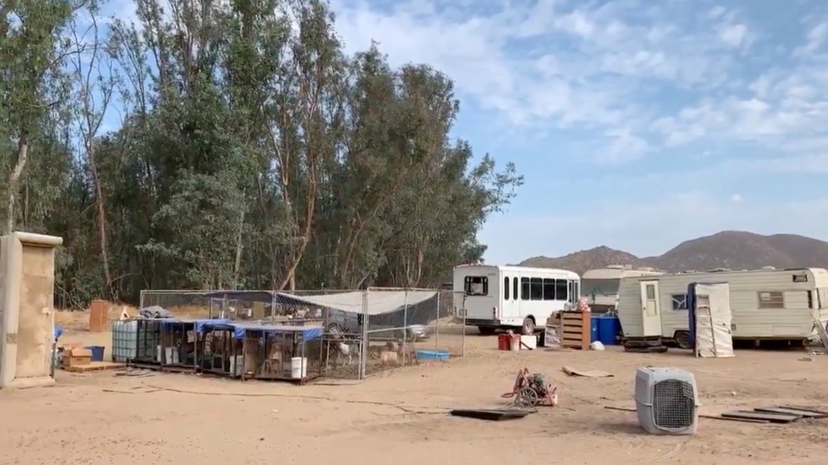 Nearly 80 Dogs Seized in Riverside County – NBC Bay Area - Vimarsana News