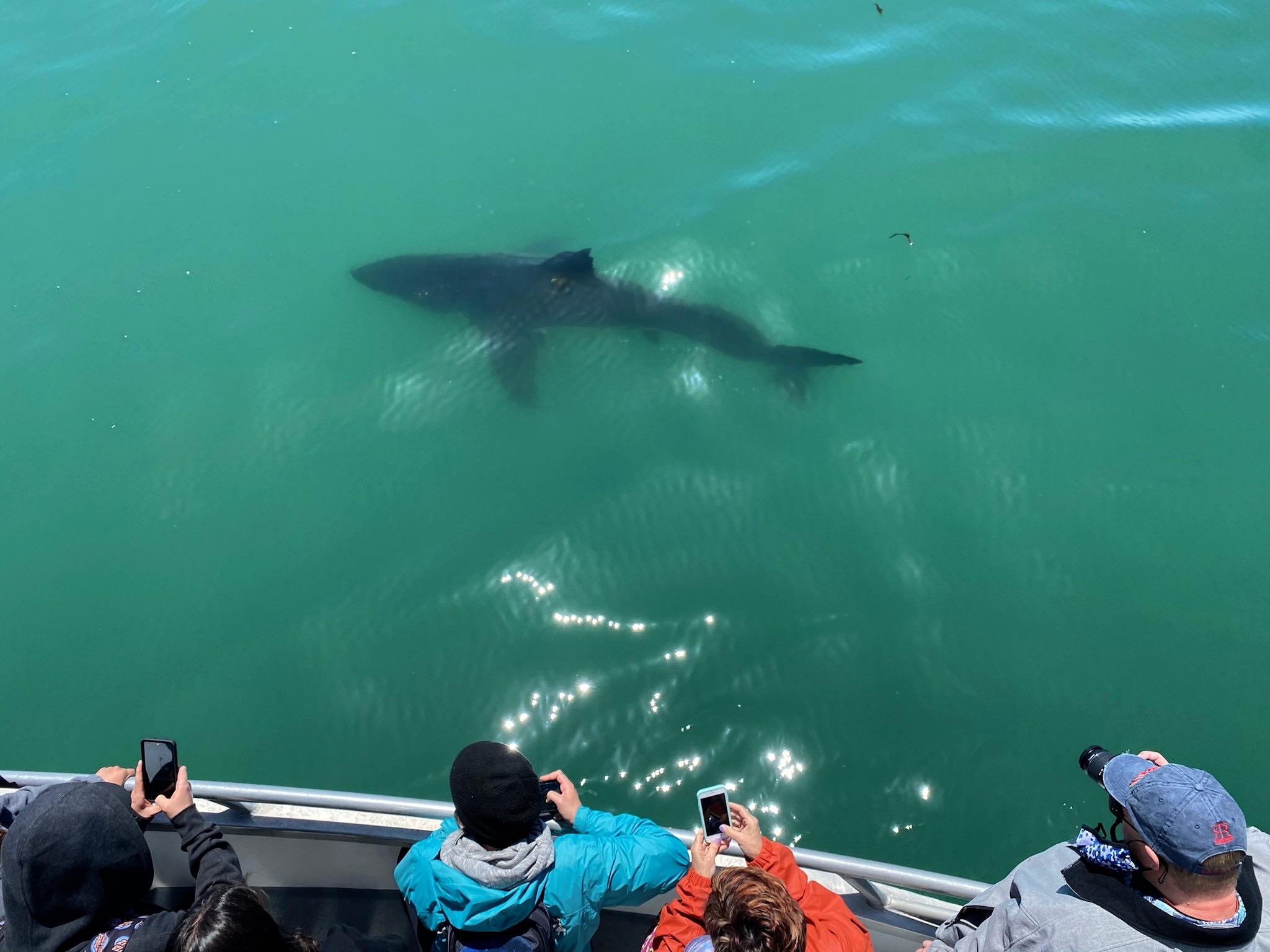 Climate Change Phenomenon Inspires Santa Cruz White Shark Tours