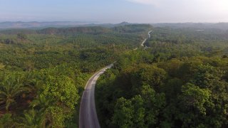 A road cuts through palm plantations and rainforest in this aerial photograph taken over the Penajam area of East Kalimantan, Borneo, Indonesia, on Wednesday, Nov. 27, 2019.