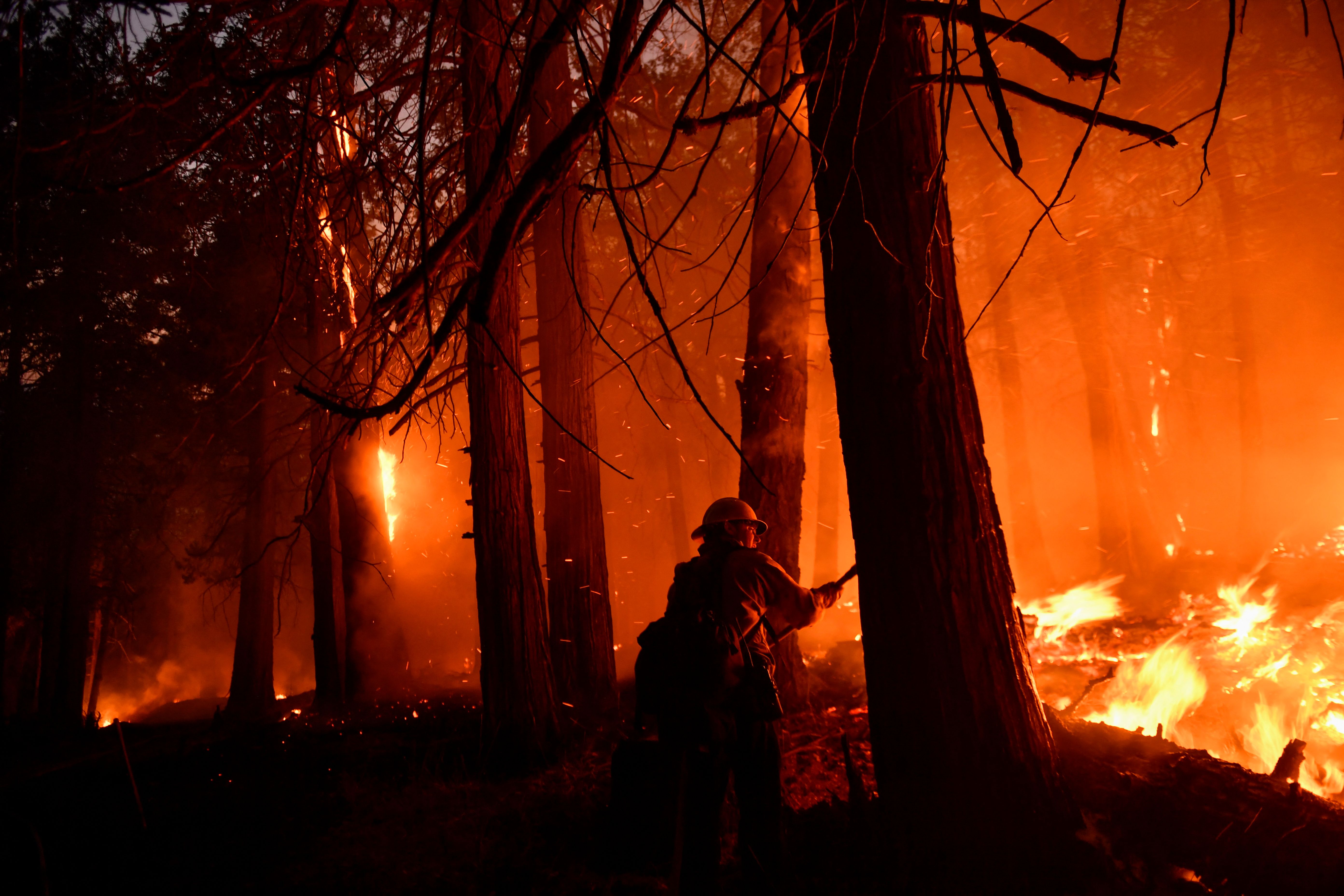 Giant Sequoia trees in Sequoia NP being protected from fire with structure  protection wrap - Wildfire Today