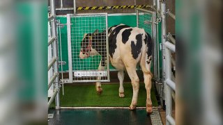 a calf enters an astroturf-covered pen nicknamed "MooLoo” to urinate