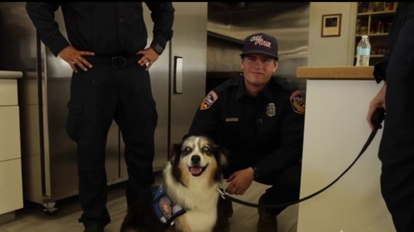 Henry is one of two dogs part of the Inland Empire Fire Department’s new Comfort K-9 program.