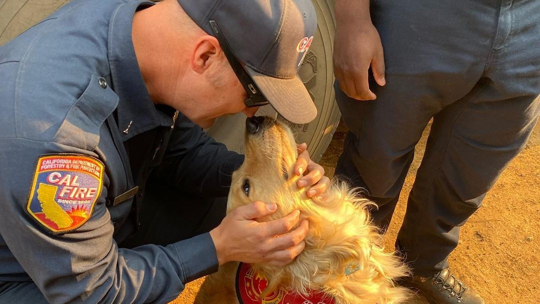 Therapy Dogs Serve as Welcome Distraction for Wildfire Crews – NBC Bay Area