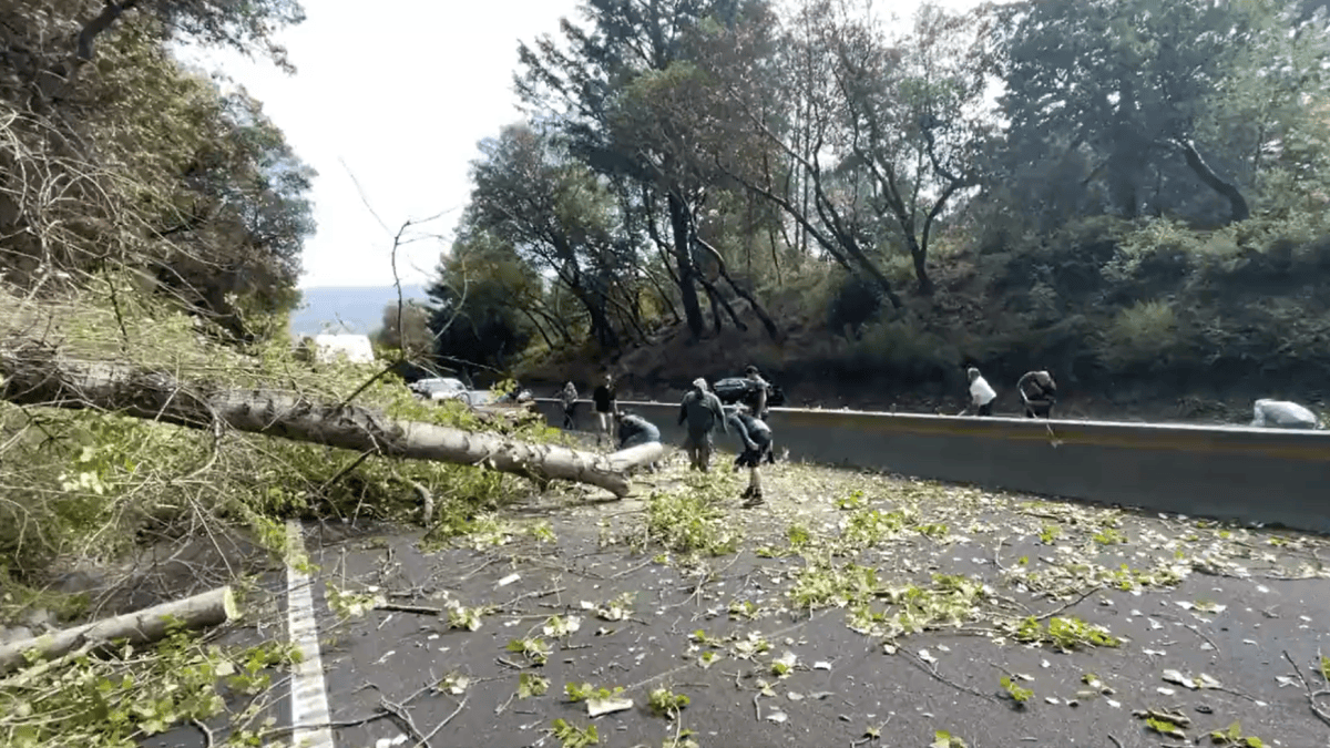 All Lanes Reopen After Downed Tree Blocks Highway 17 South of Los Gatos ...