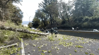 Downed tree on Hwy. 17. (Sept. 1, 2021)