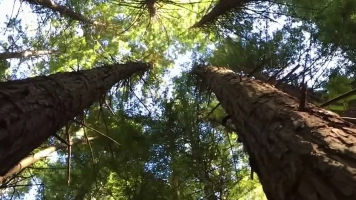 Massive Dixie Fire in Northern California Tied to Rotted Tree NBC Bay