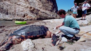Michael Coffman of The Marine Mammal Center, inspects a endangered leatherback sea turtle
