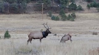 This undated photo provided by Colorado Parks and Wildlife shows an elusive elk that has been wandering the hills with a car tire around its neck for at least two years that has now finally been freed of the tire.