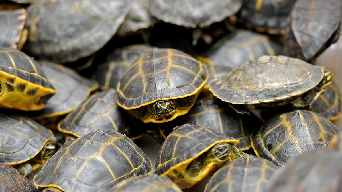 South Florida 'Lizard King' Charged With Trafficking Turtles – NBC Bay Area - Vimarsana News