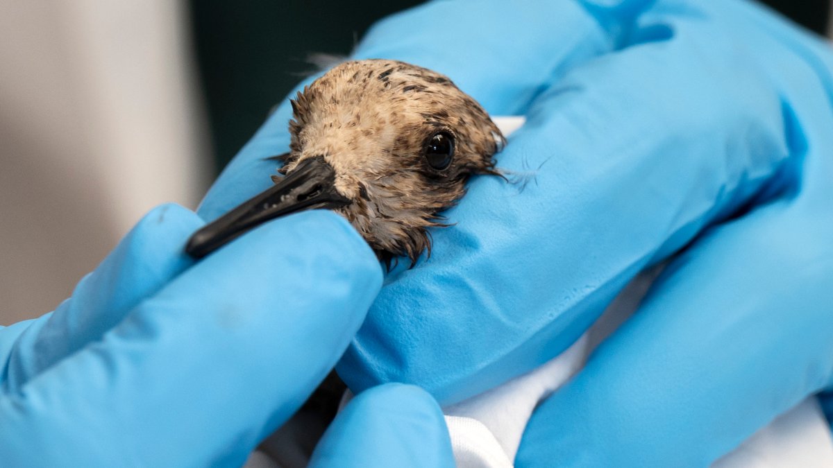 More Than 80 Birds, Fish Affected by OC Oil Leak Recovered, but Half Die - Vimarsana News