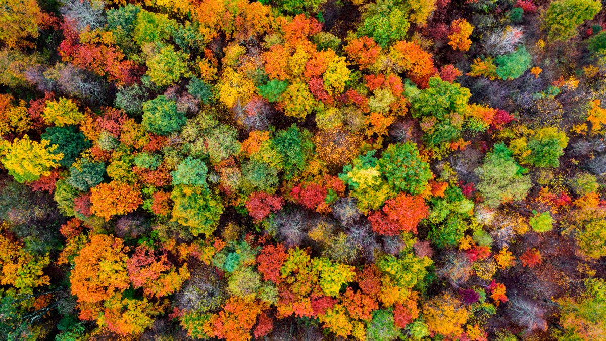 Climate Change Is Stalling the Process That Makes Leaves Change Color in the Fall – NBC Bay Area - Vimarsana News