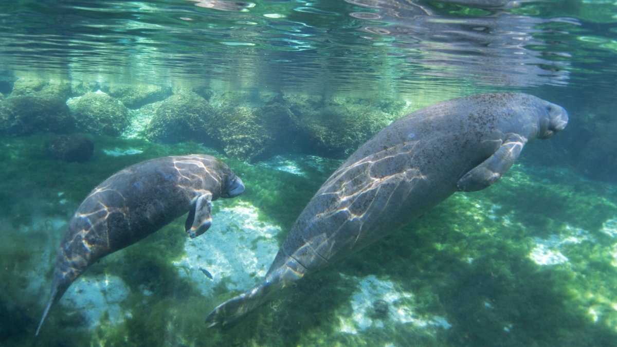 Manatee Deaths Rise in Florida as Pollutants Kill Seagrass - Vimarsana News