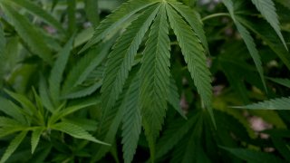 LOVELL, MAINE - AUGUST 1: Residents of an old farm house grow the legal limit of marijuana plants in their garden on August 1, 2021 in Lovell, Maine.