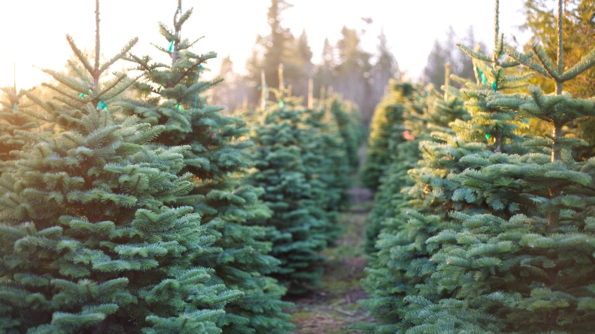 Got Your Christmas Tree? Might Want to Soon as Tree Shortage Lingers - Vimarsana News