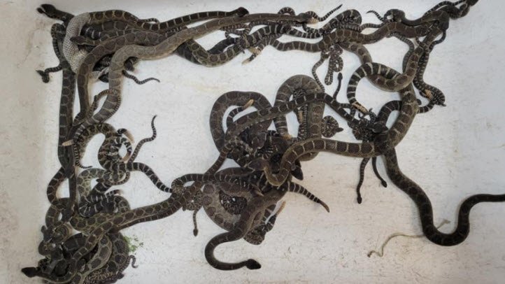 More Than 90 Snakes Found Under Santa Rosa Home - Vimarsana News