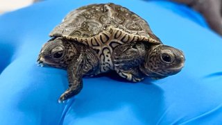 A rare two-headed turtle seen on a gloved hand