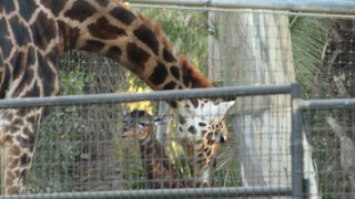 bebe jirafa y su mamá