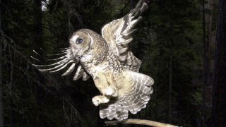 In this May 8, 2003, file photo, a Northern Spotted Owl flies after an elusive mouse jumping off the end of a stick in the Deschutes National Forest near Camp Sherman, Ore.