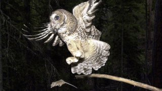 In this May 8, 2003, file photo, a Northern Spotted Owl flies after an elusive mouse jumping off the end of a stick in the Deschutes National Forest near Camp Sherman, Ore.