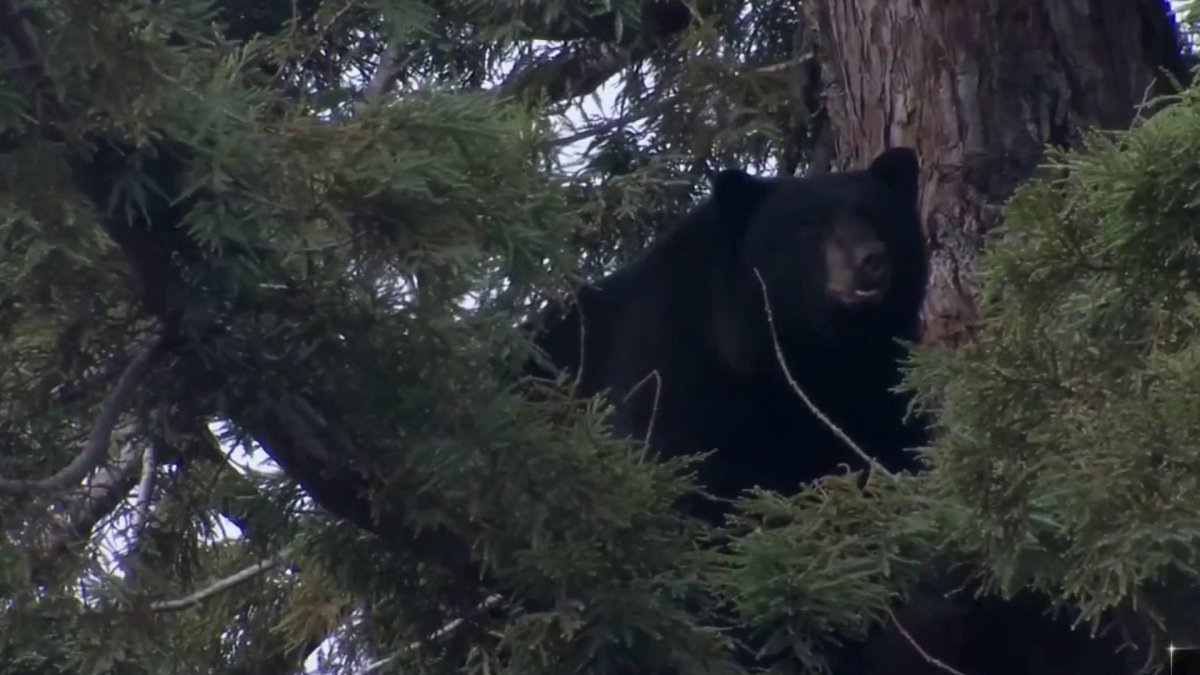 Bear Climbs Down Tree in Residential Petaluma Neighborhood NBC Bay Area