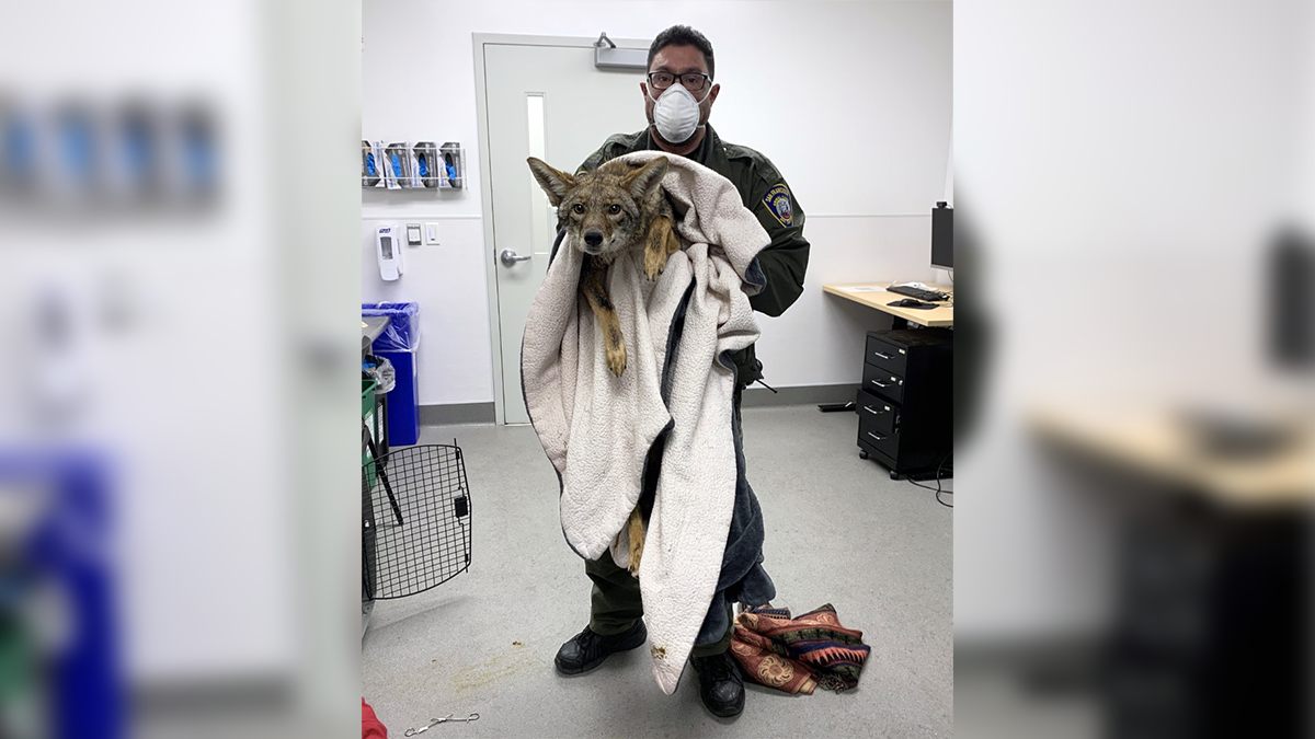 Coyote Rescue Not the First for SF Animal Control Staff – NBC Bay Area