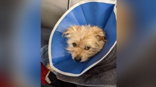 A dog after undergoing emergency veterinarian care following a stabbing in San Francisco.