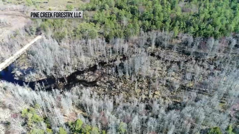 Climate in Crisis: Sea Level Rise Causes 'Ghost Forests' – NBC Bay Area - Vimarsana News