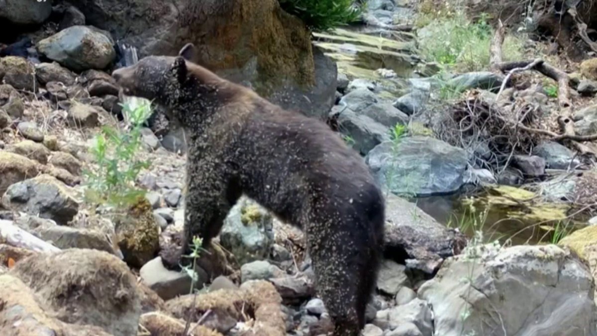 Can Bay Area Bear Its Growing Bear Population? NBC Bay Area