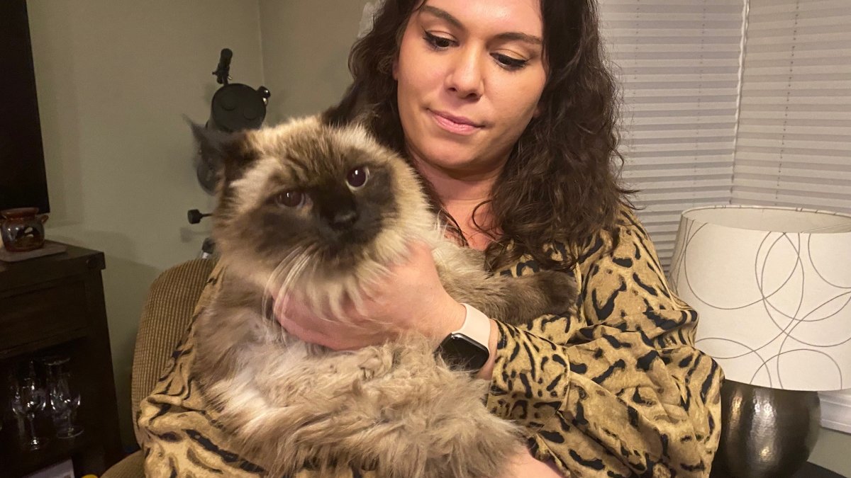 'Christmas Miracle': Missing Cat in Connecticut Found After Three Years – NBC Bay Area - Vimarsana News