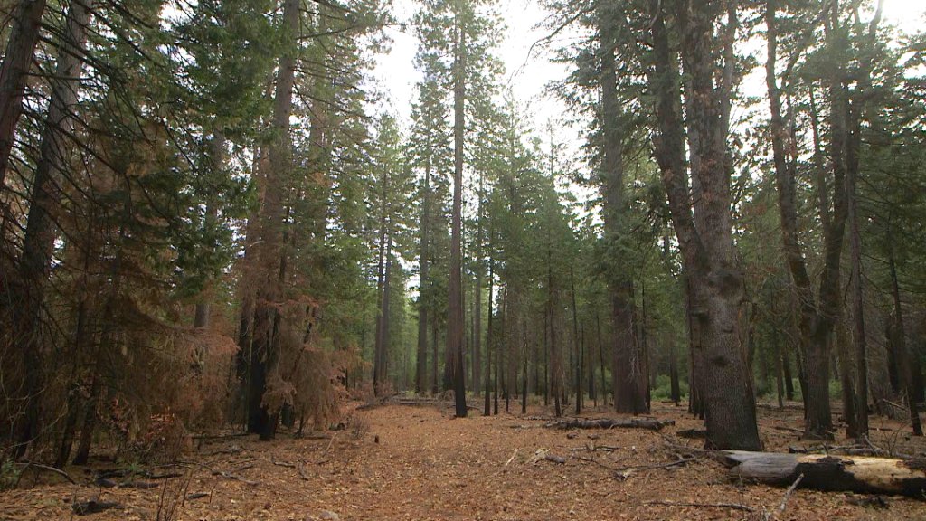 Researchers at the Blodgett Forest Research Station believe the ideal forest landscape is one like this, where trees have been thinned and ground fuels cleaned up.