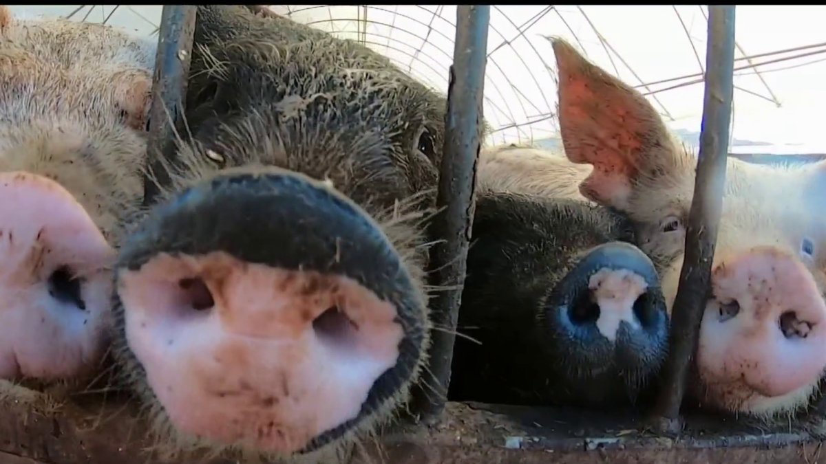 2022 Law Likely to Boost Pork Prices in California – NBC Bay Area - Vimarsana News