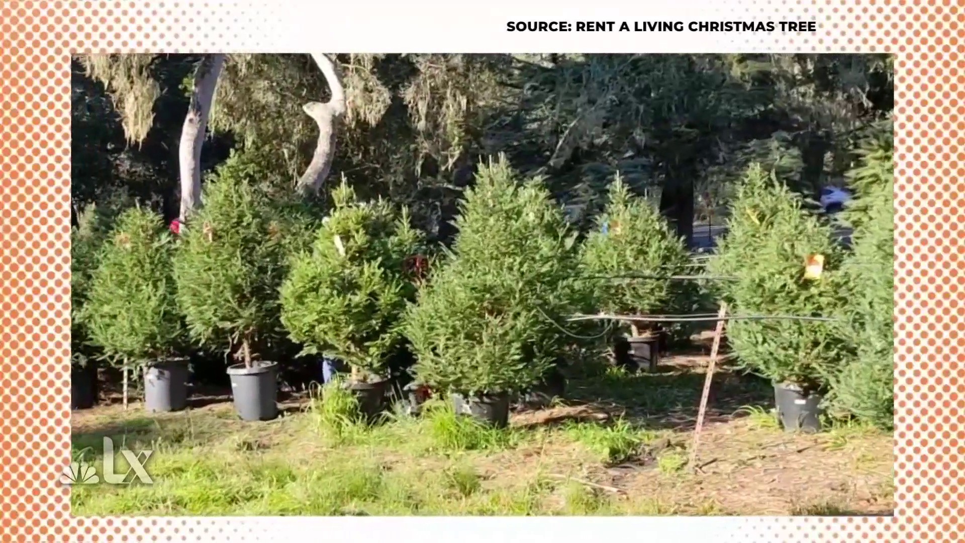Be Less Wasteful By Replanting Your Christmas Tree Nbc Bay Area