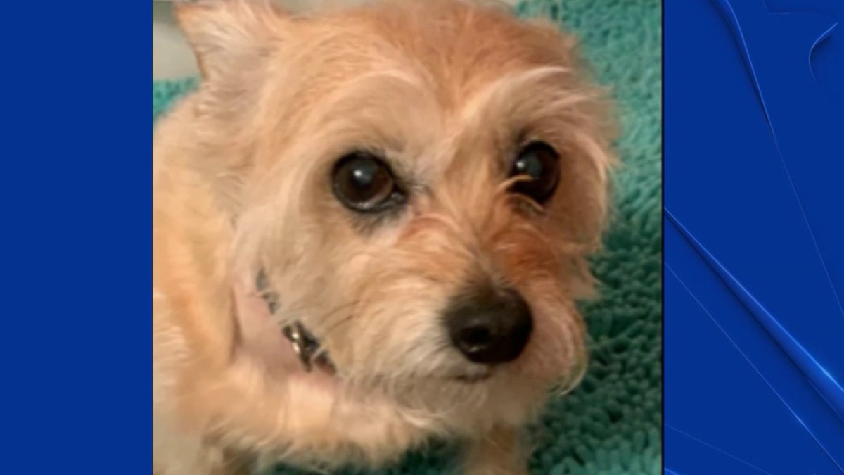 Dog Recovering After Being Attacked by Coyotes in San Francisco NBC Bay Area