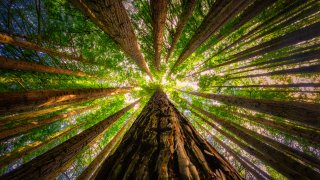 Stock photo of Redwoods