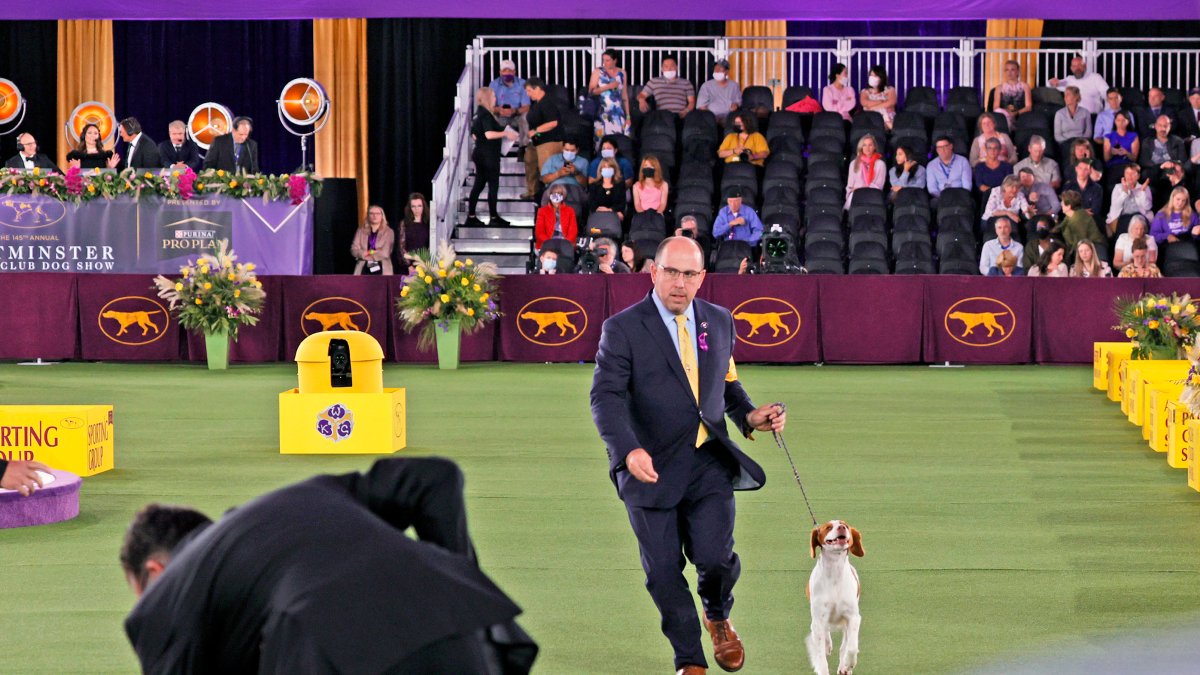 Westminster Kennel Club Dog Show 2023 When, Where, Prizes and More