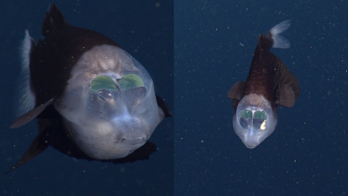 A Fish With a Transparent Head Was Seen Near Monterey - Vimarsana News