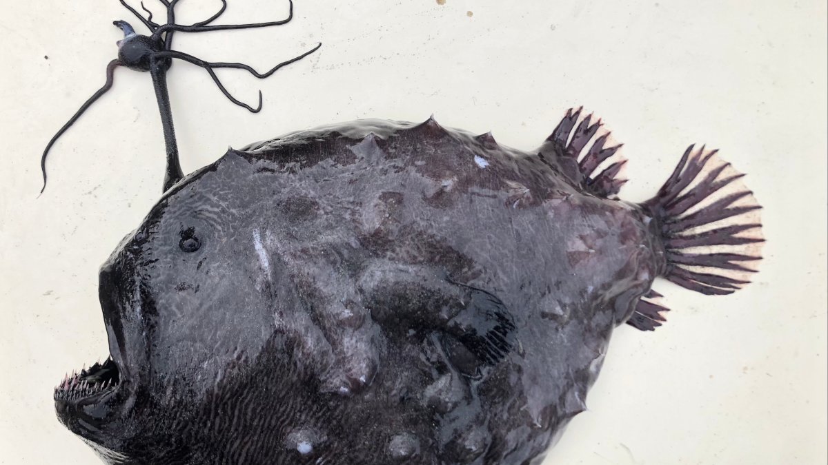 Another Deep-Sea Anglerfish Washes up on San Diego Beach – NBC Bay Area - Vimarsana News