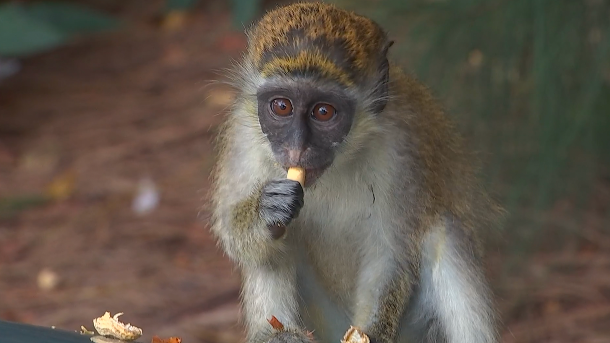 How Wild Monkeys Thrived in Dania Beach for Decades – NBC Bay Area - Vimarsana News