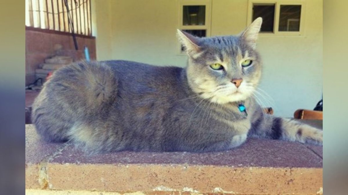 A 13-Year-Old Cat Reunites With Previous Owner – NBC Bay Area - Vimarsana News