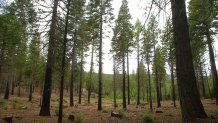 Researchers at the Blodgett Forest Research Station believe the ideal forest landscape is one like this, where trees have been thinned and ground fuels cleaned up.